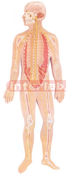 HUMAN NERVOUS SYSTEM